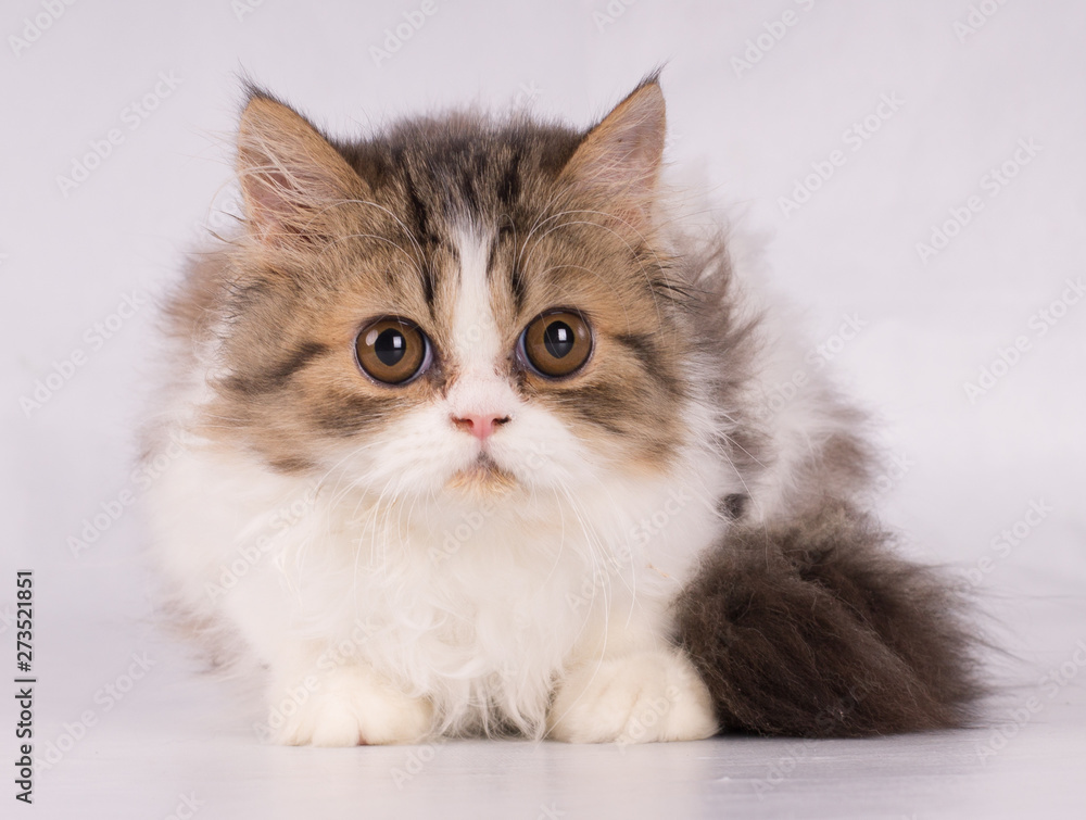 Persian beautiful cat looking with fear at camera isolated on white background