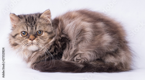 Persian big brown cat looking with fear at camera isolated on white background