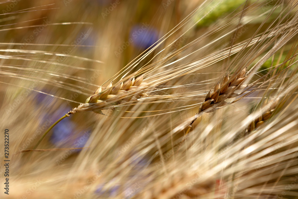 Detail of wheat field with cornflower Detail of wheat field with cornflower