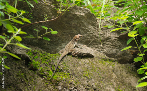 lizard on a rock