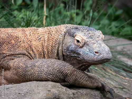 A Very Lazy Komodo Dragon