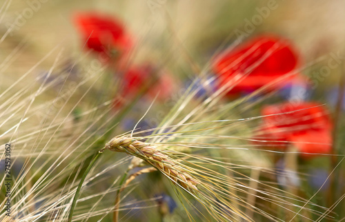 Detail of wheat field with poppy and cornflower