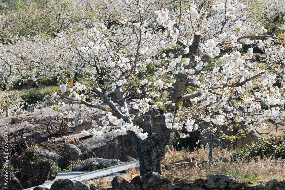 Detail of white cherry blossoms in Valdastilla, Valle del Jerte