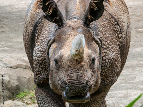 A Close Up of an Indian Rhinoceros