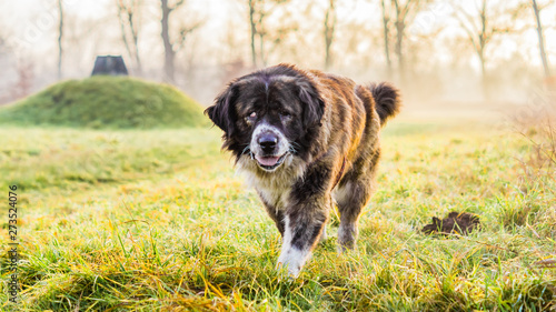 Caucasian Shepherd dog in field with green grass