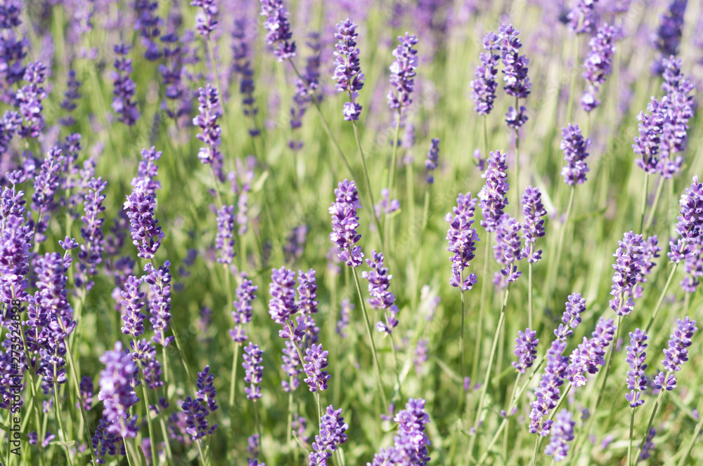 Fototapeta premium Lawenda w jasny, słoneczny dzień