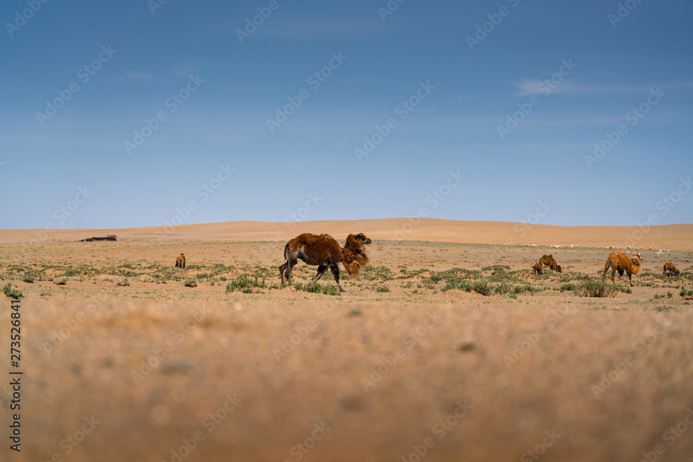 gobi desert , Mongolia