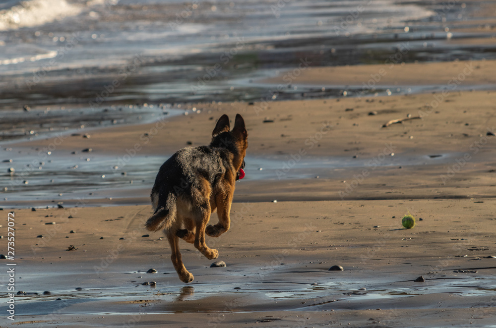 German Shepherd dog chasing ball on beach