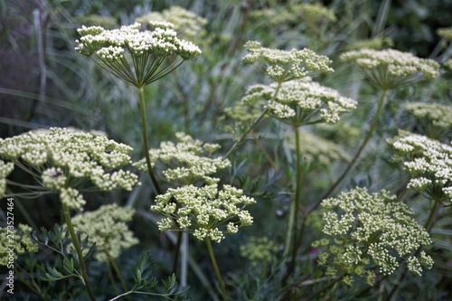 Fototapeta Naklejka Na Ścianę i Meble -  Cenolophium denudatum flowers