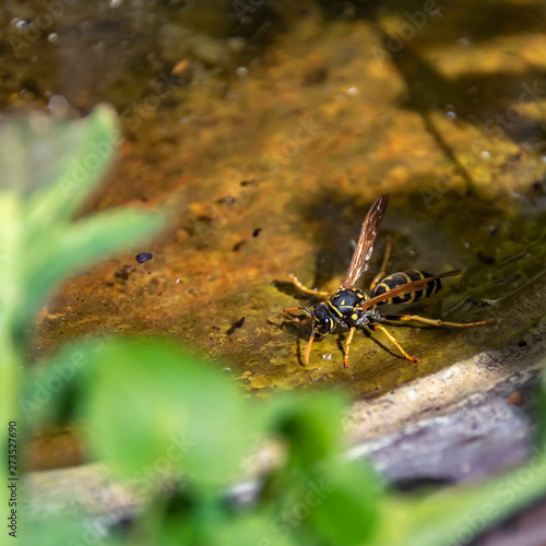 Wasp (Polistes dominula) drinking water from a peel in the garden on a hot sunny day.
