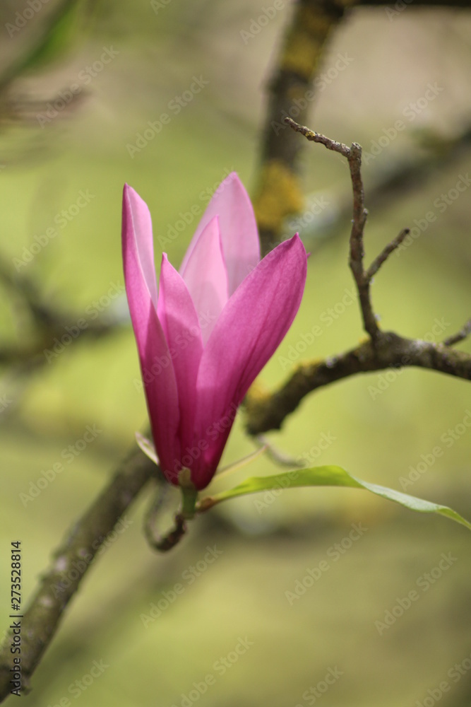 Fototapeta premium Fleur