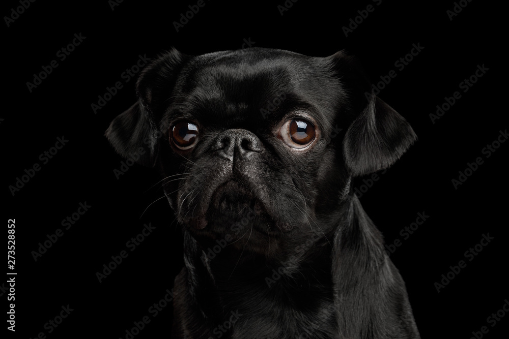 Portrait of Petit Brabanson Dog Stare in Camera on isolated black background, front view
