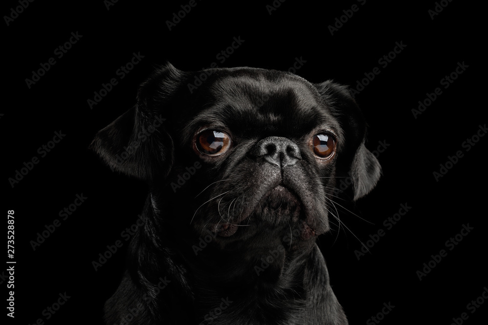 Portrait of Petit Brabanson Dog Stare in Camera on isolated black background, front view