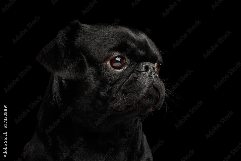 Portrait of Petit Brabanson Dog Looking at side on isolated black background, profile view Portrait of Petit Brabanson Dog Looking at side on isolated black background, profile view