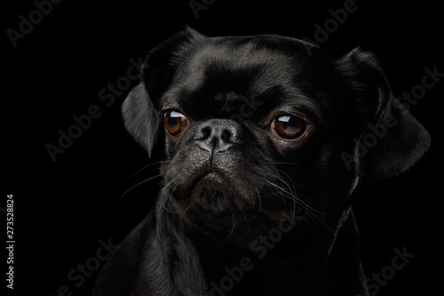 Fototapeta Naklejka Na Ścianę i Meble -  Gorgeous Portrait of Petit Brabanson Dog Looking at side on isolated black background, profile view
