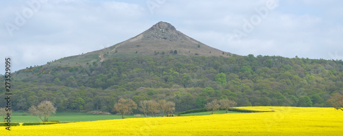 View across a field of gleaming oilseed rape (canola) of the famous Roseberry Topping in the Cleveland Hills, North Yorkshire, England