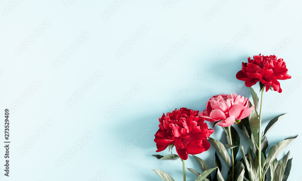 Minimal flowers composition. Red peonies flowers on pastel blue background. Flat lay, top view, copy space