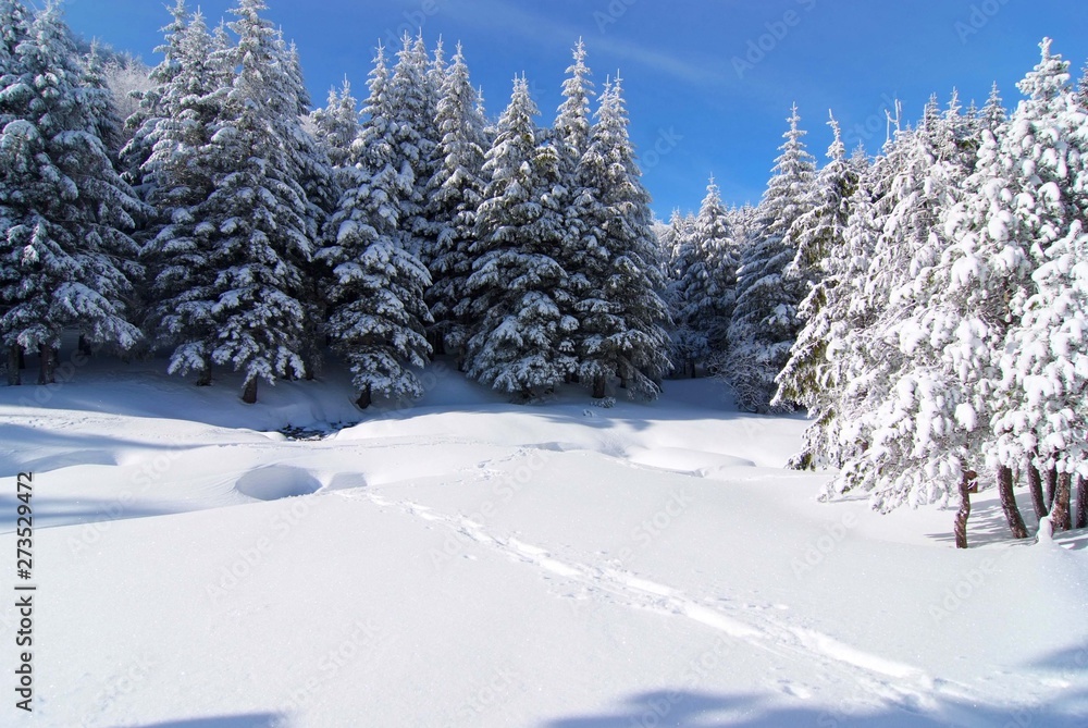 Naklejka premium bosco in inverno