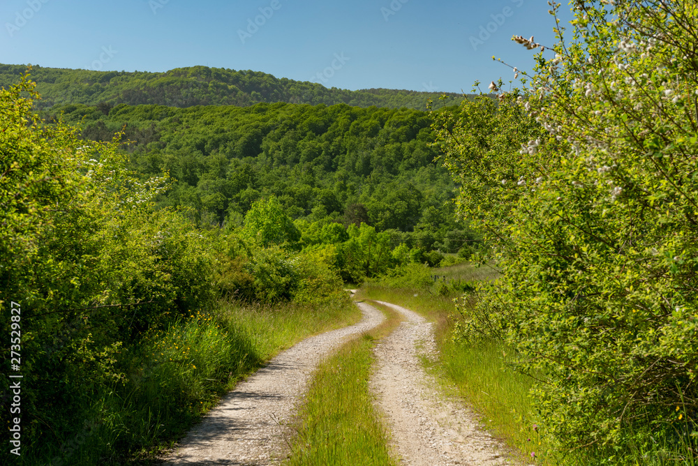 Straight gravel road without vehicles through a forest in spring at the day, Erro valley, Roncesvalles, Navarra, Spain,Europe