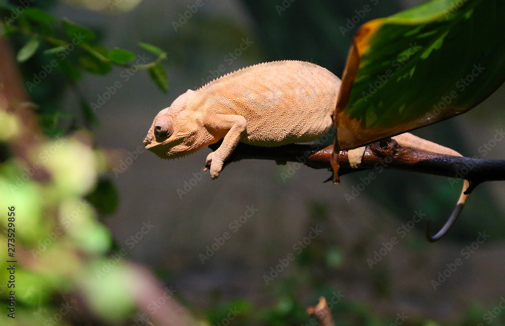 Obraz premium Chameleon