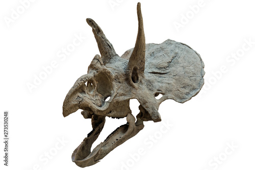 Extincted triceratops' skull isolated on white background. Fossil of cretaceous period