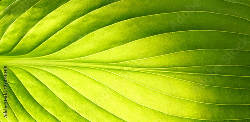 Beautiful tropical leaf texture with streaks close-up macro  wide format. Color transition from green to light green.