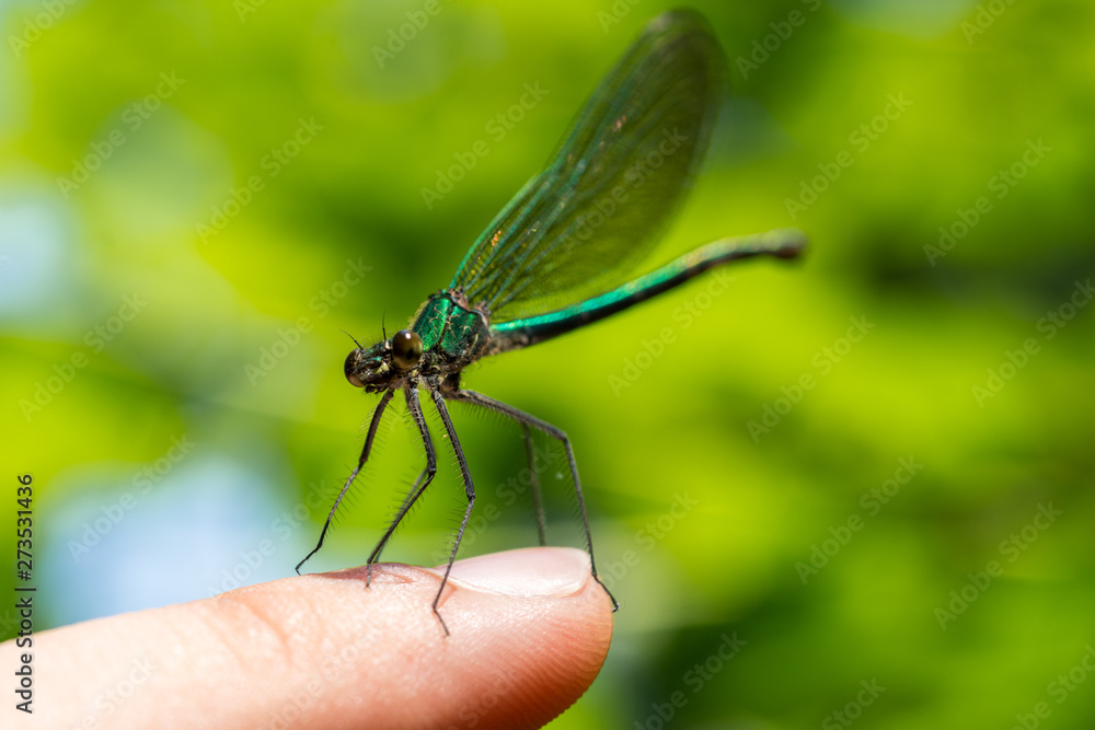 metallic green delicate damselfly resting on a finger metallic green delicate damselfly resting on a finger