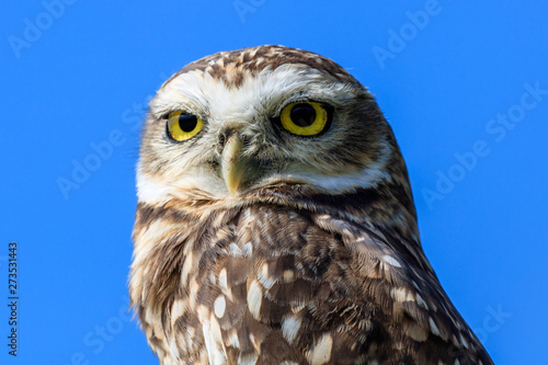 Vászonkép burrowing owl in close up