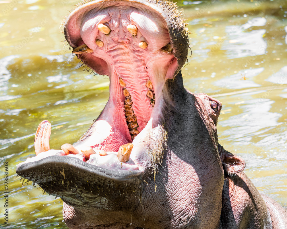 Fototapeta premium hippo in the water showing teeth