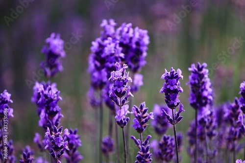 blühender Lavendel im Sommer