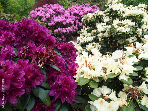 Rhododendron Catawbiense (Purple pink and white, taken at Glinna Dendological Garden on 22th May)   photo