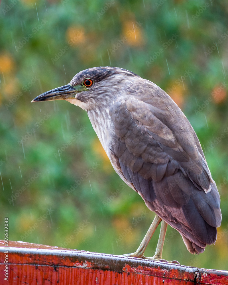 Fototapeta premium great blue heron