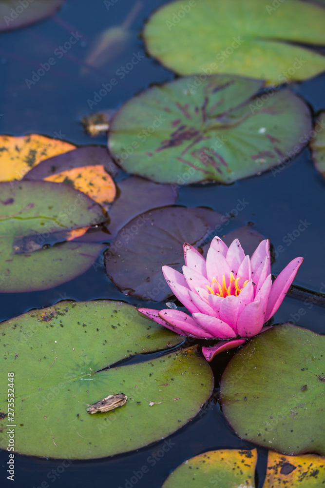 Beautiful pink water lily floating in the water with lily pads in the background. Beautiful pink water lily floating in the water with lily pads in the background.