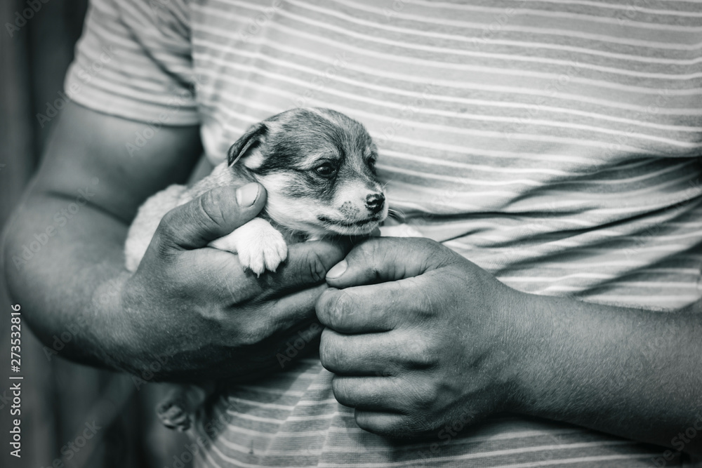 a young man with tanned arms is holding a very small puppy. daylight. close up in black and white format.