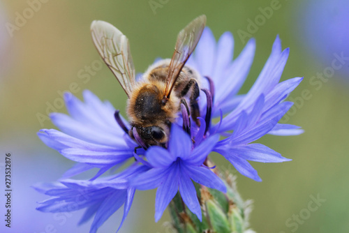 Bee sitting on the blue bachelor button flower © Leszek Kobusinski