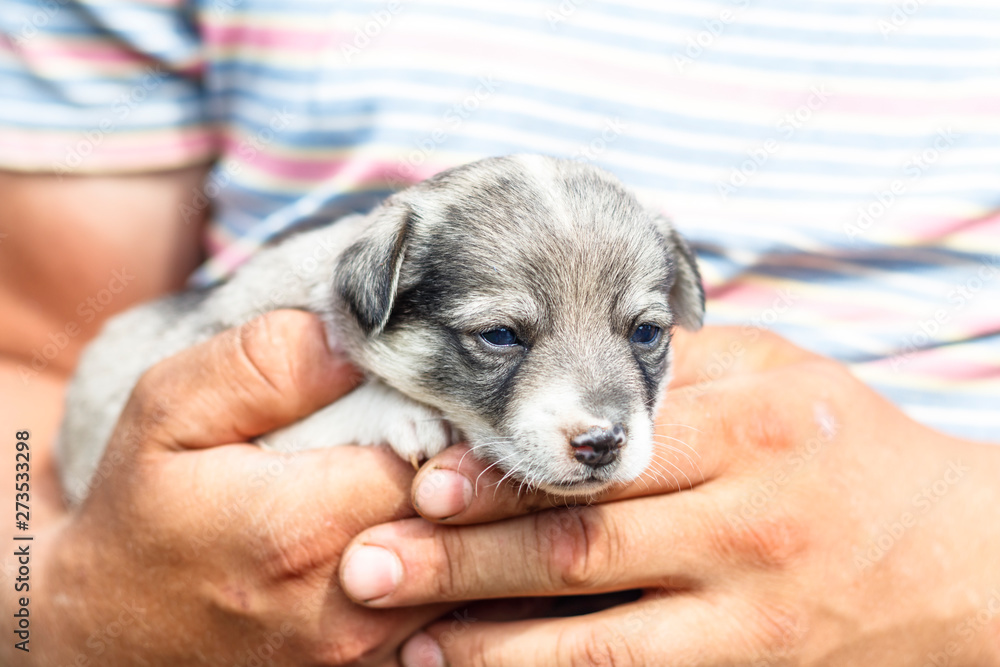 a young man with tanned arms is holding a very small puppy. the baby is petting him. daylight. close-up a young man with tanned arms is holding a very small puppy. the baby is petting him. daylight. close-up