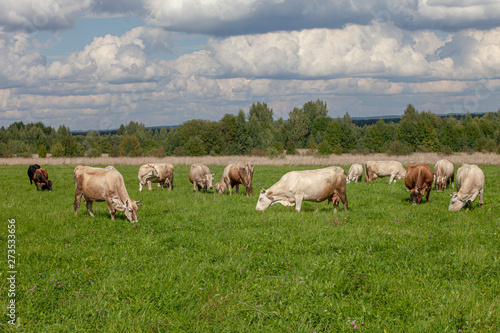 cows under bllue sky