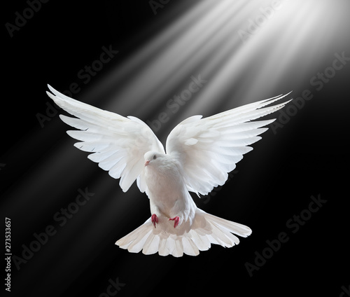 Flying white doves on a black background