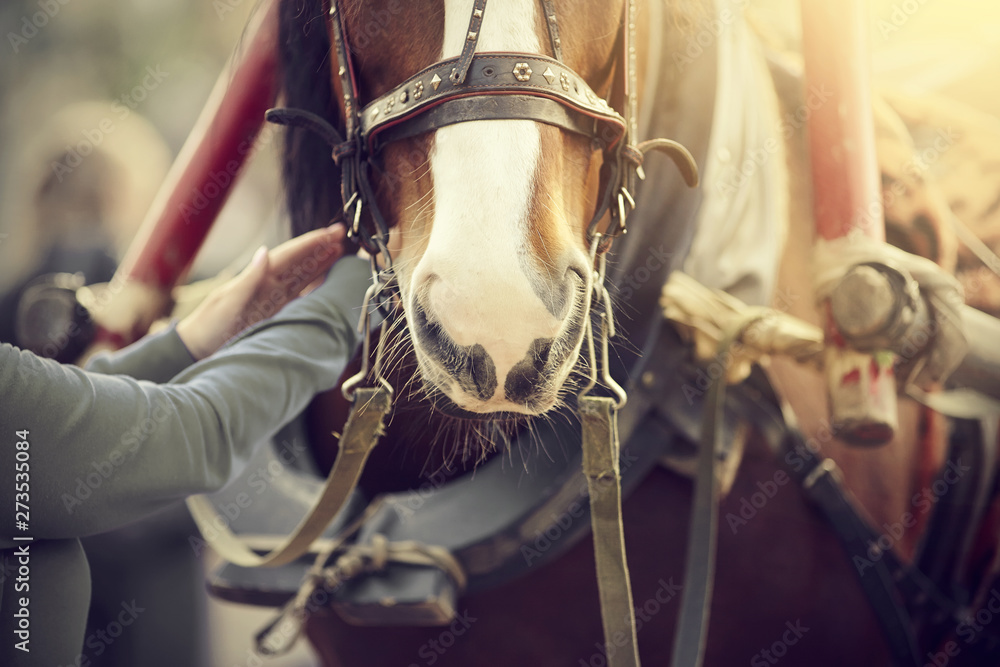 The muzzle is draught horse harnessed to a carriage