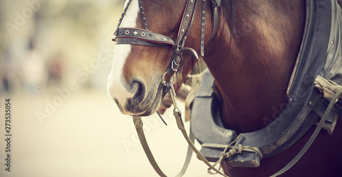 The muzzle is draught horse harnessed to a carriage © Azaliya (Elya Vatel)