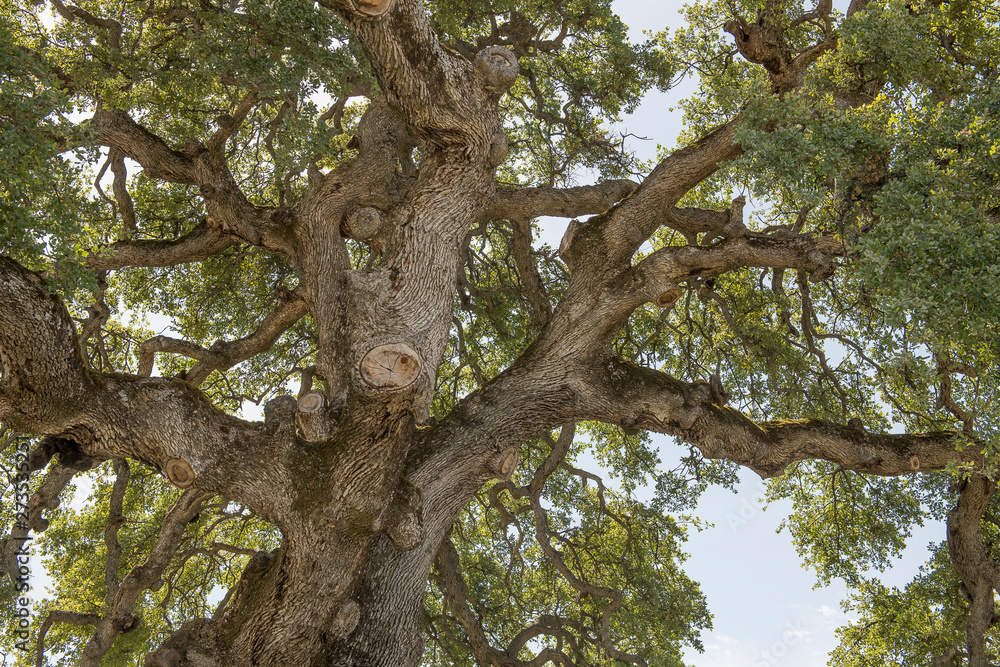 Ancient Blue Oak Ancient Blue Oak