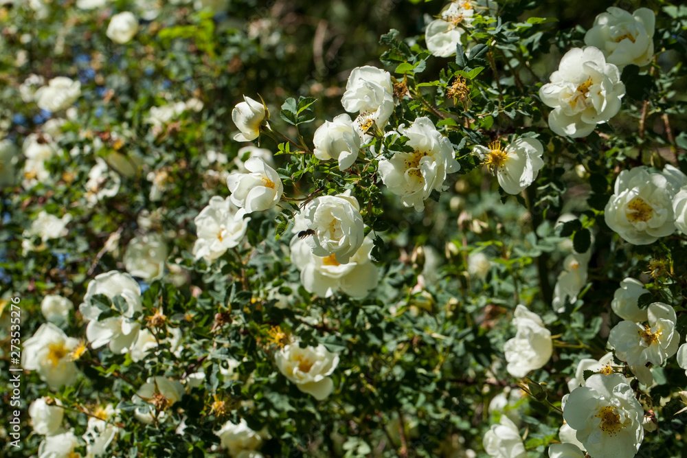 Rosa Pimpinellifolia, The Burnet Rose (also Known As Scotch Rose