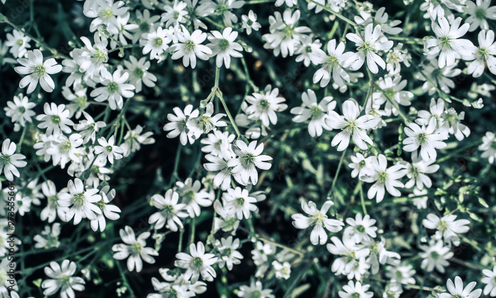 Wild field flowers. Beautiful colorful flowers photography Wild field flowers. Beautiful colorful flowers photography