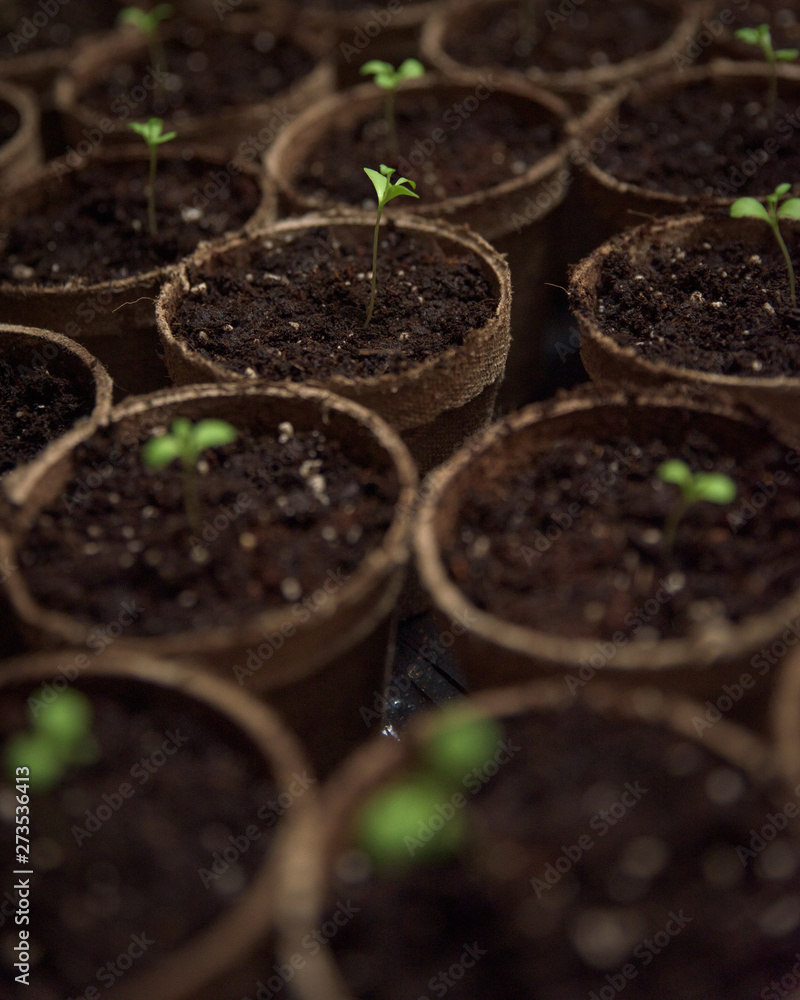 Planting flowers from seeds Planting flowers from seeds