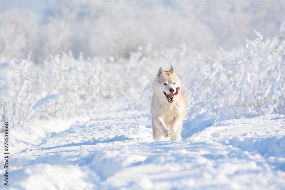dog in the snow dog in the snow