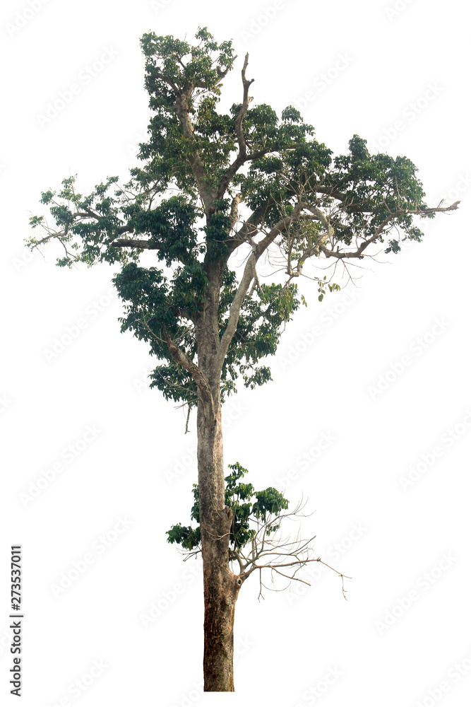 Tree on white scene with clipping path. Tree on white scene with clipping path.