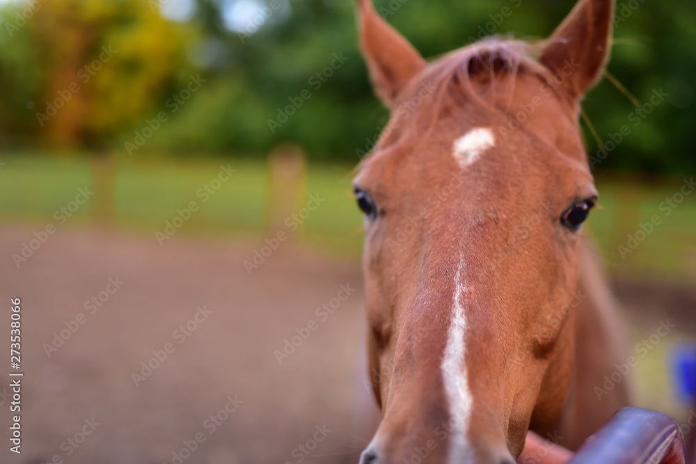 Horse in pen and stable