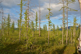 The forest tundra in summer.