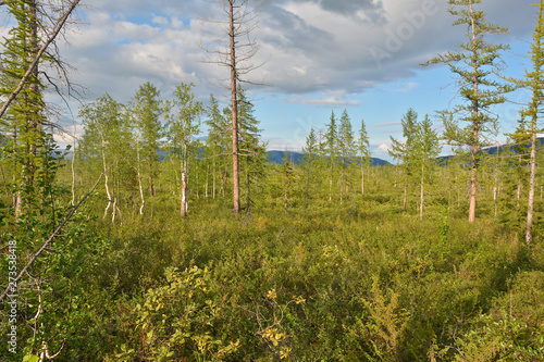 The forest tundra in summer.
