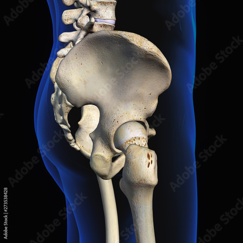 Pelvic and Hip Bones, Side View on Black